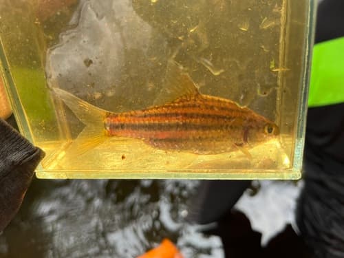 Zebra Barb