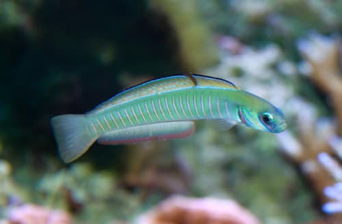 Zebra Barred Dartfish