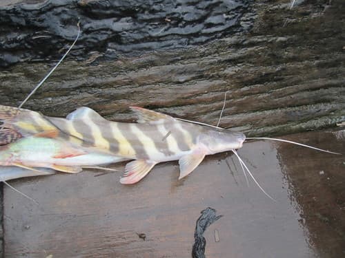 Zebra Catfish