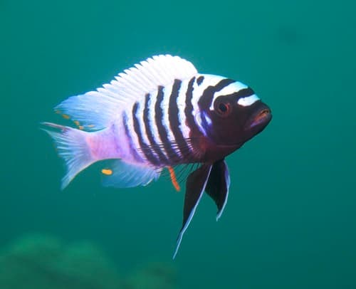Zebra Mbuna