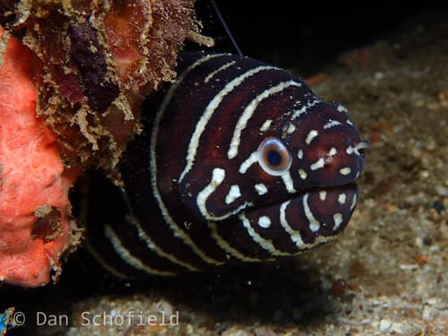 Zebra Moray