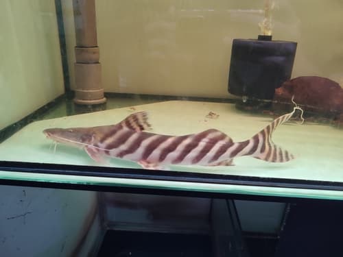 Zebra Shovelnose Catfish