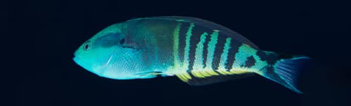 Zebra Wrasse