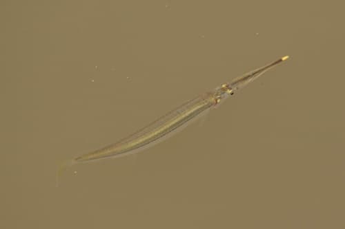 Zenarchopterus ectuntio