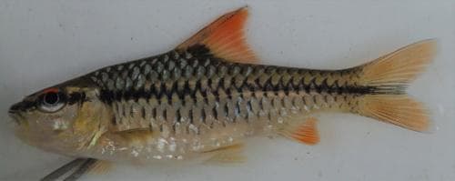 Zigzag Barb