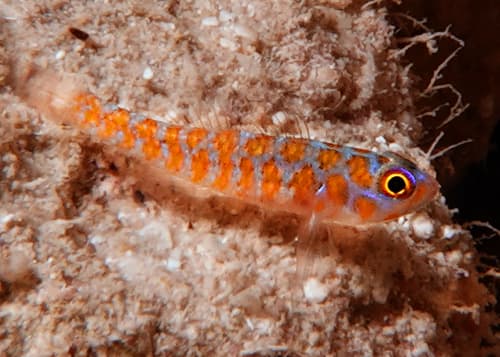 Zigzag Pygmygoby