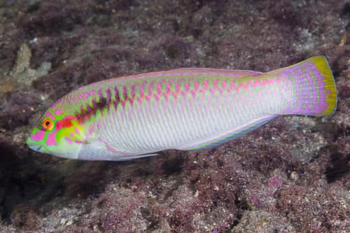 Zigzag Wrasse