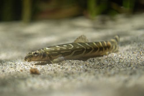 Zodiac Loach