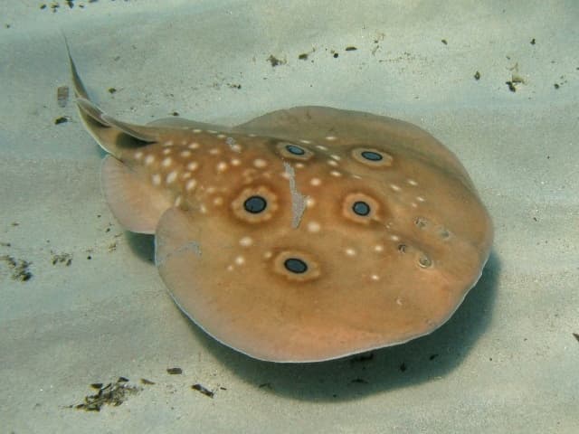 Torpedo Ray (Electric Ray)