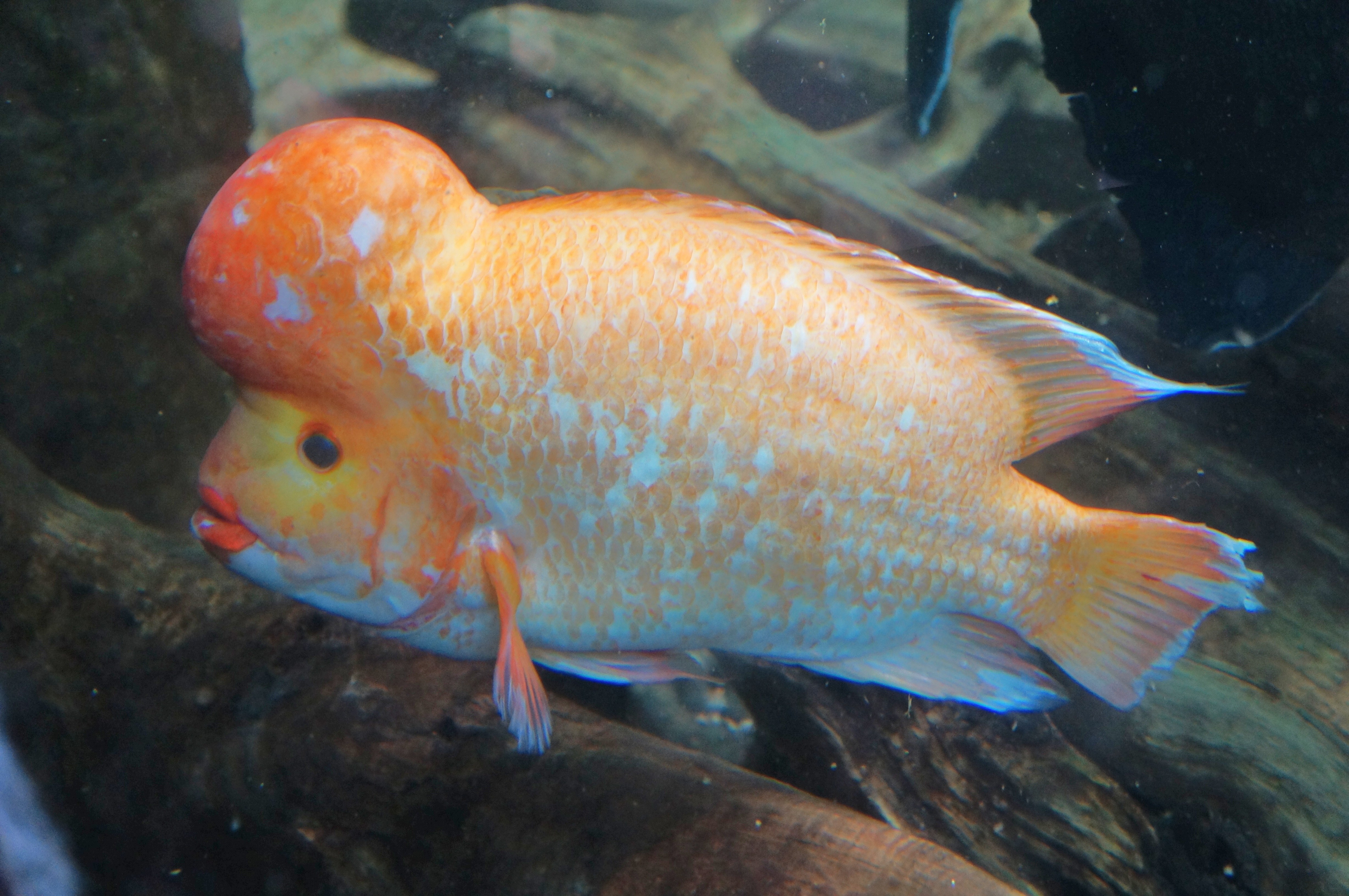 Midas Cichlid
