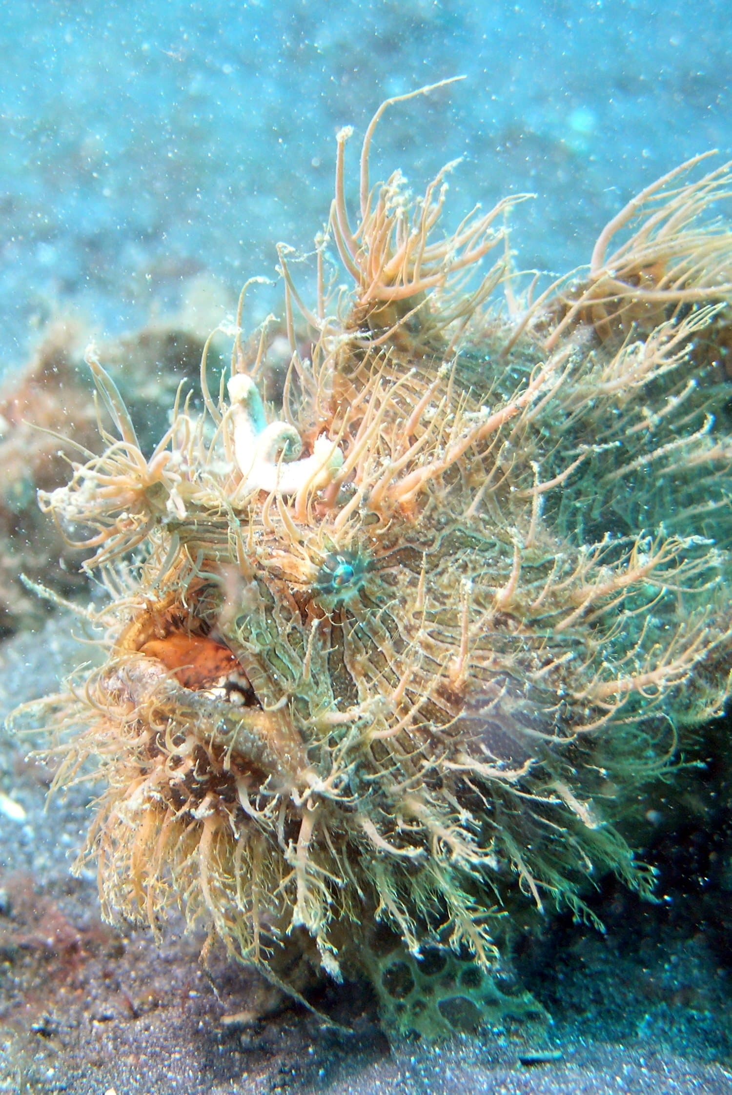 Striated Frogfish