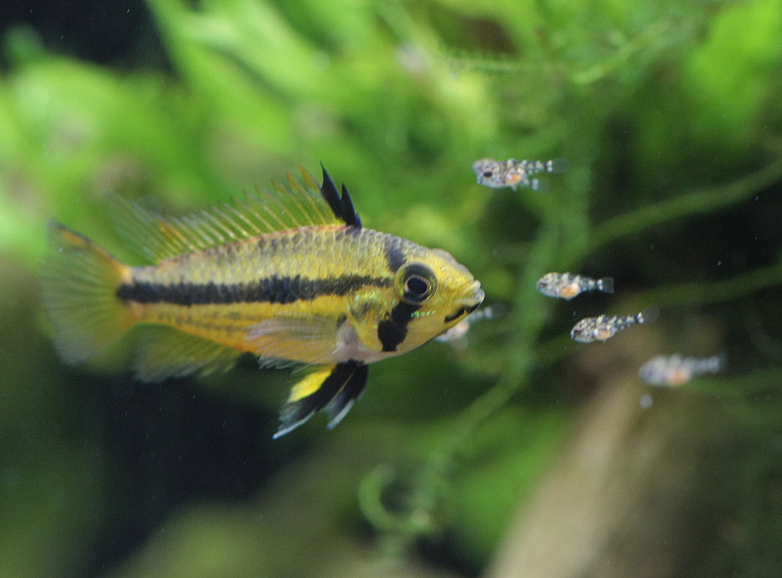 Cockatoo Dwarf Cichlid