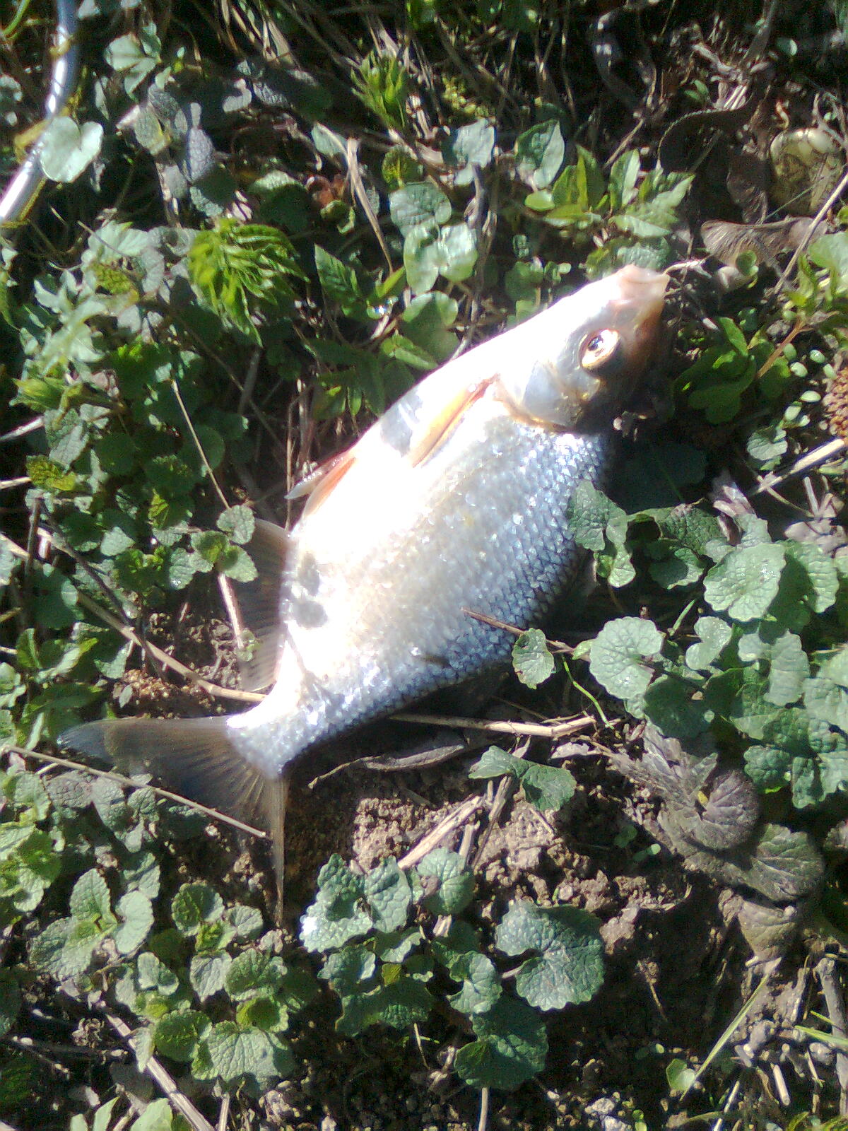 Common Bream