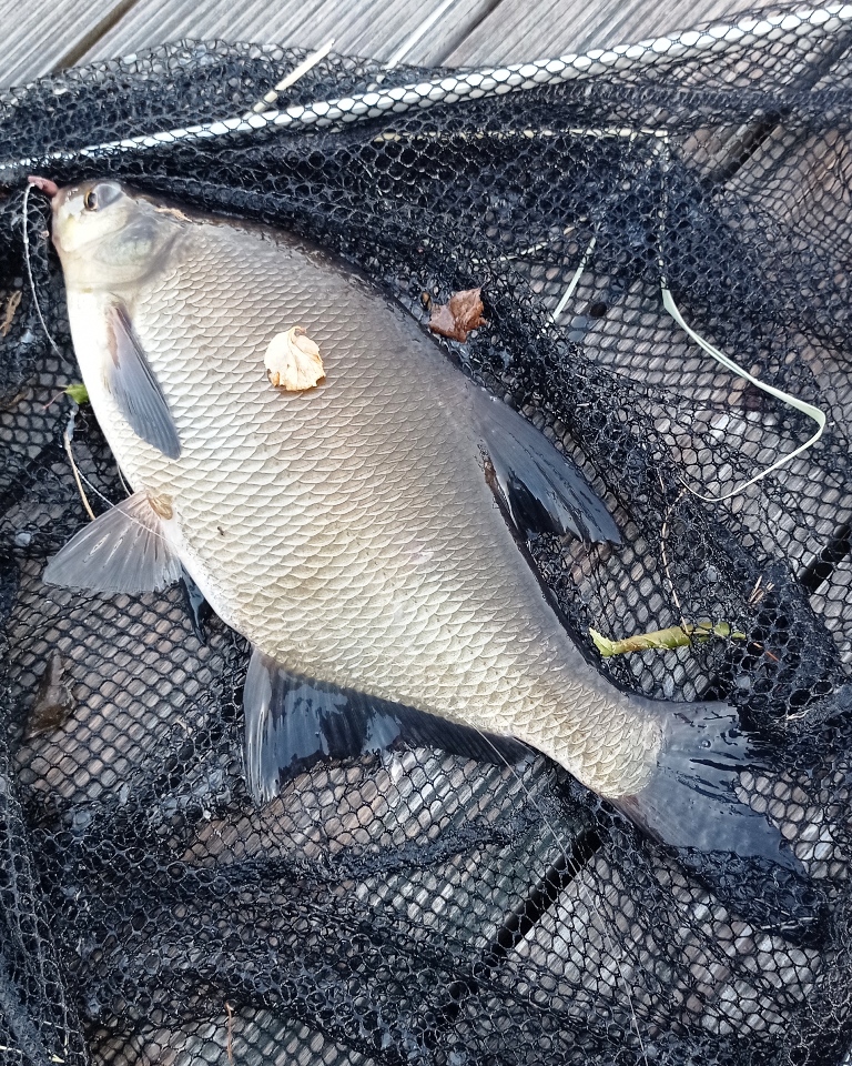 Common Bream
