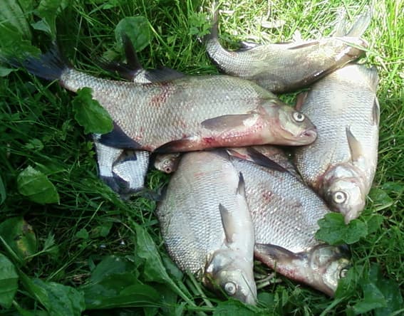Common Bream