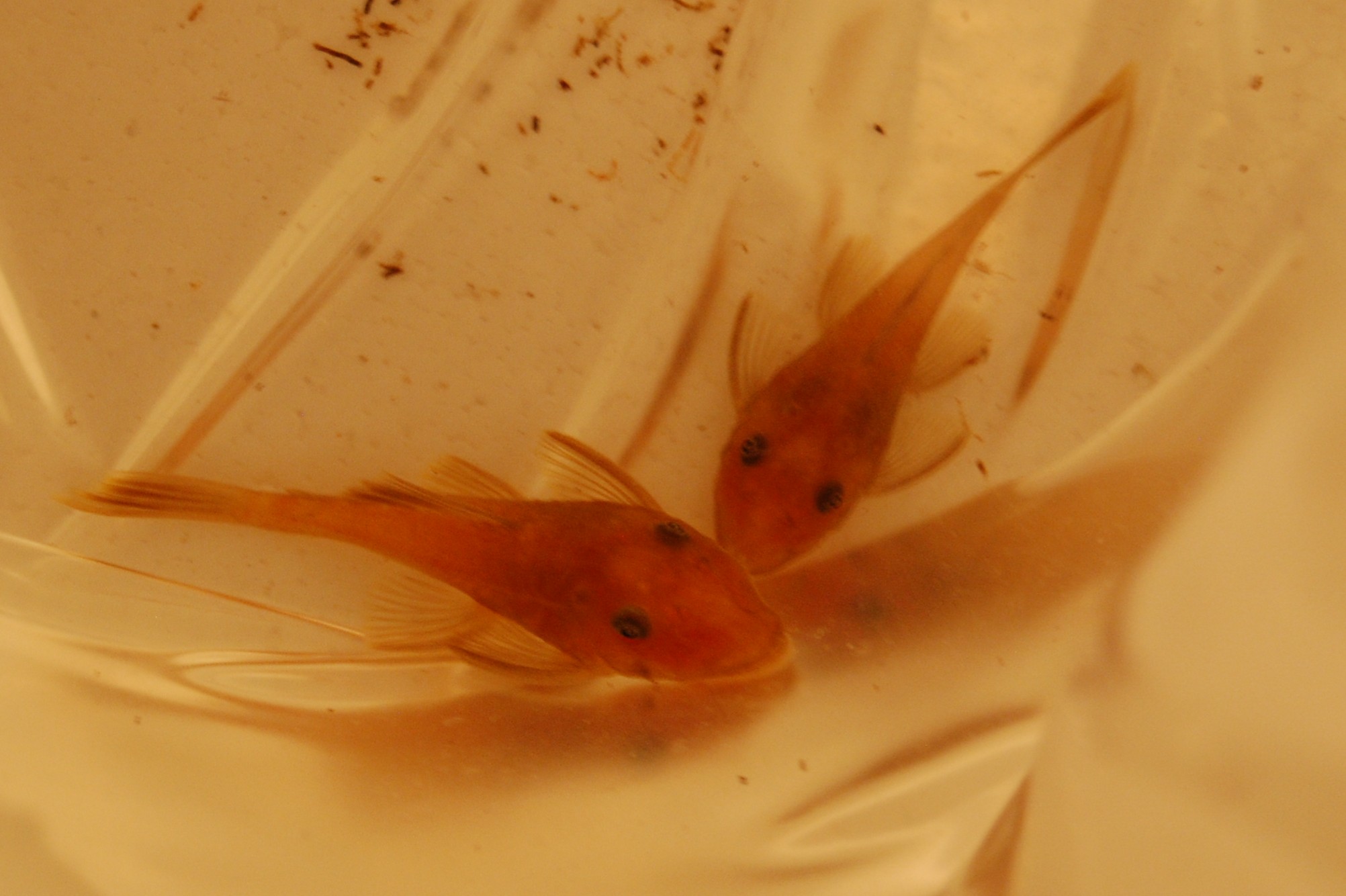 Super Red Bristlenose Pleco