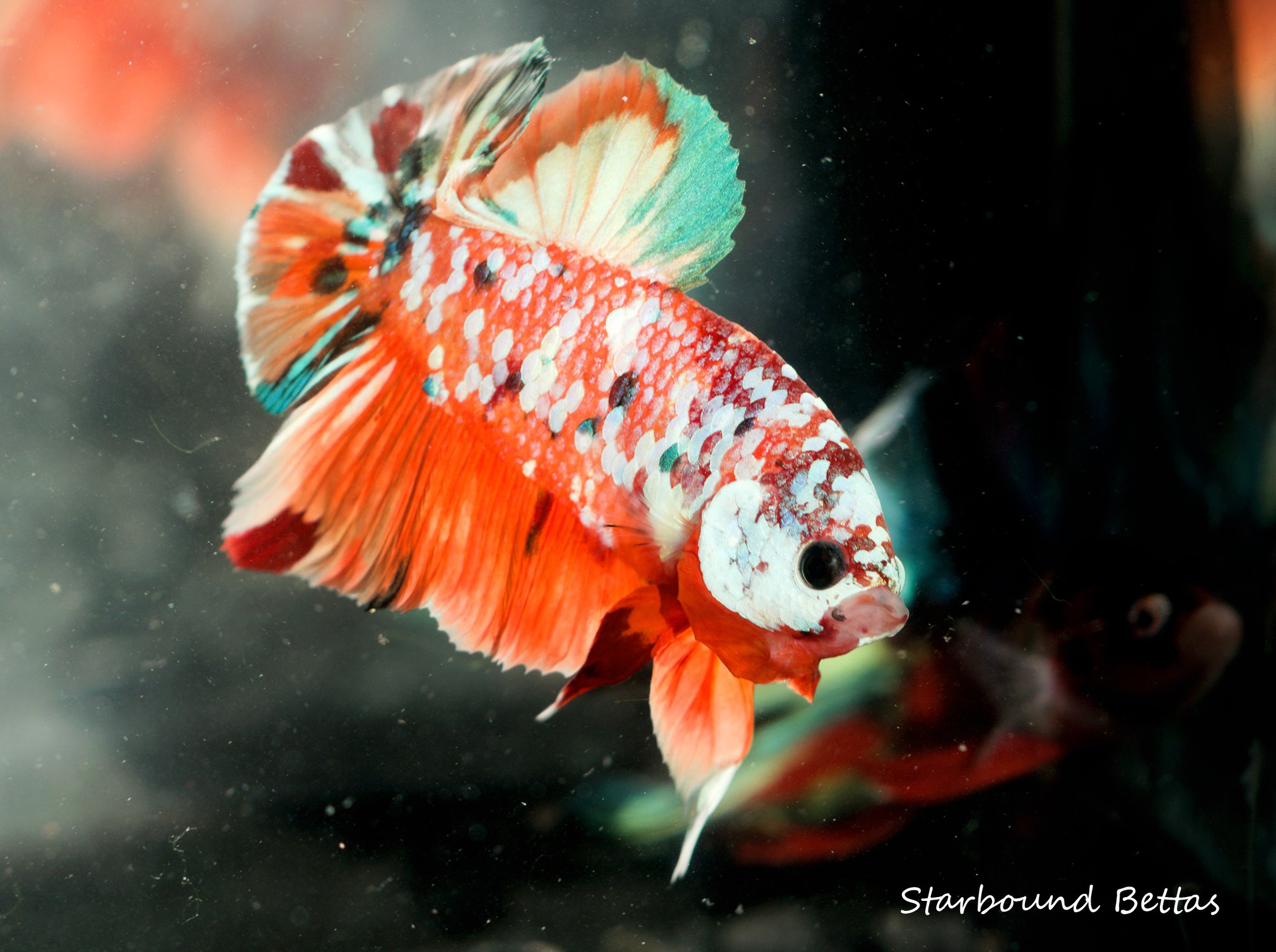 Nemo Galaxy Halfmoon Plakat Betta