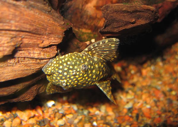 Bristlenose Pleco