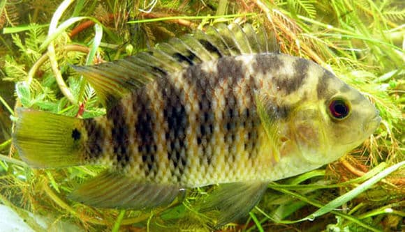 Chanchito Cichlid