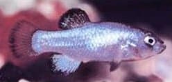 Pupfish (Devils Hole)