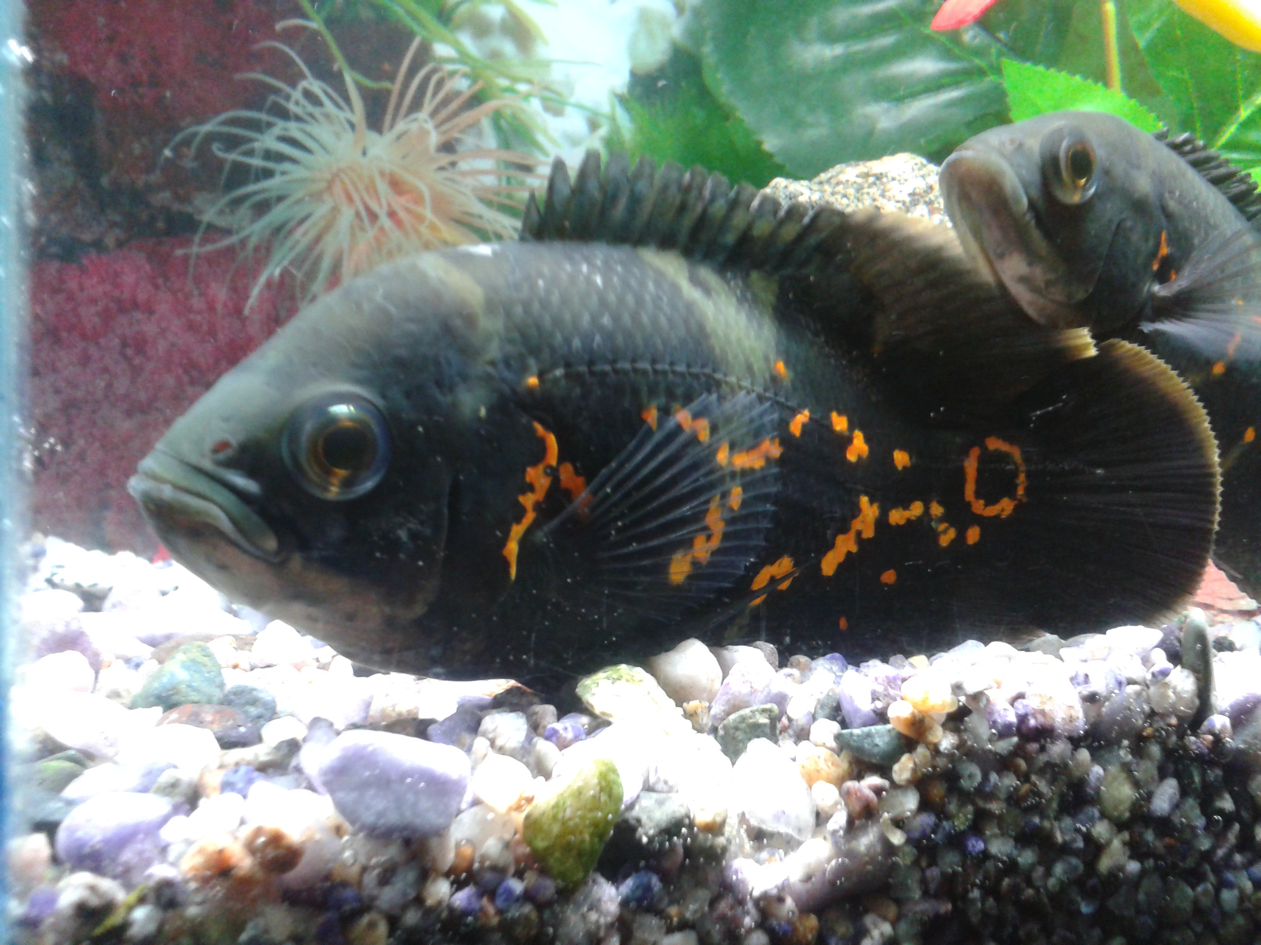 Oscar Cichlid