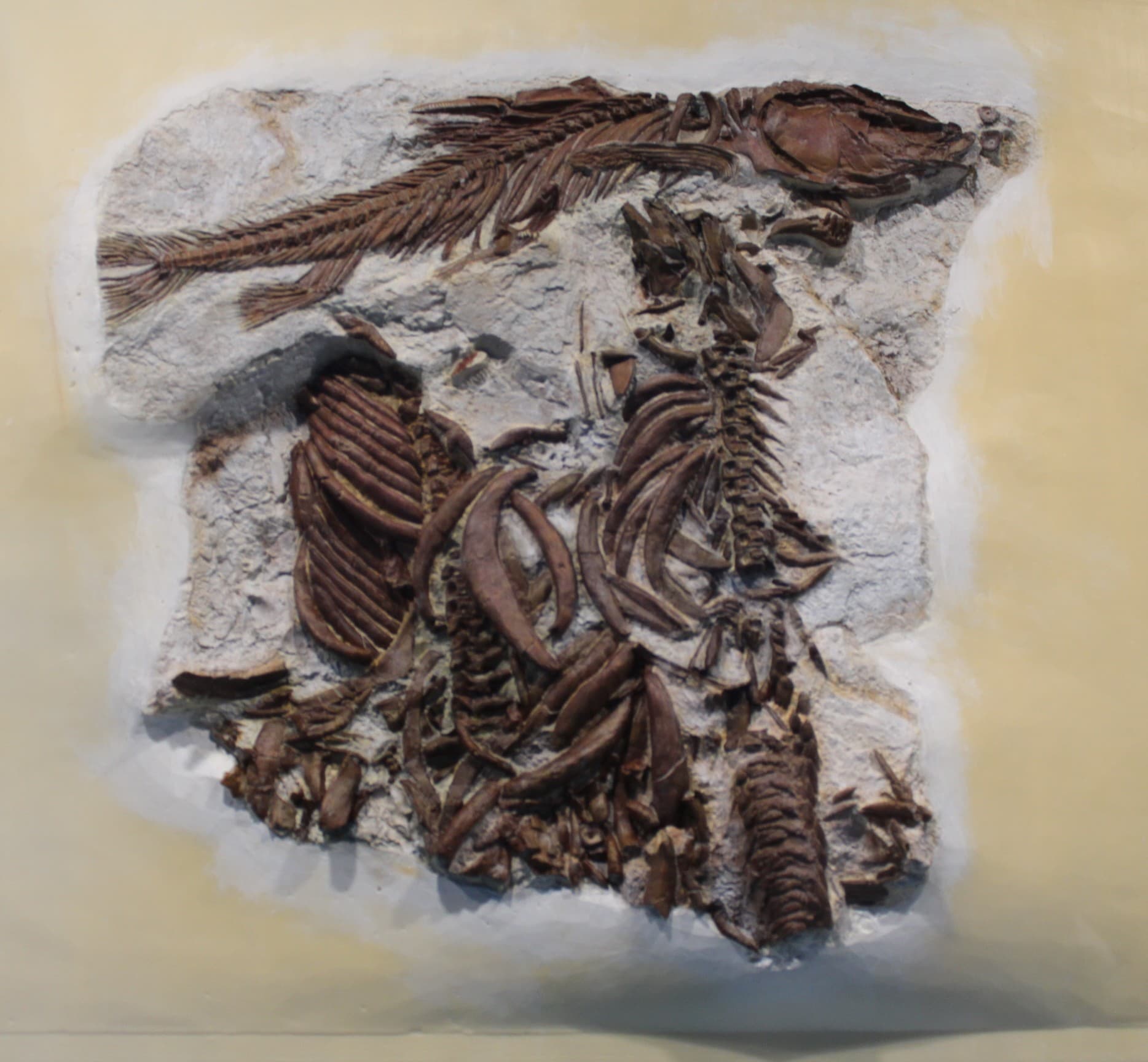 Hsianwenia Fossil Fish