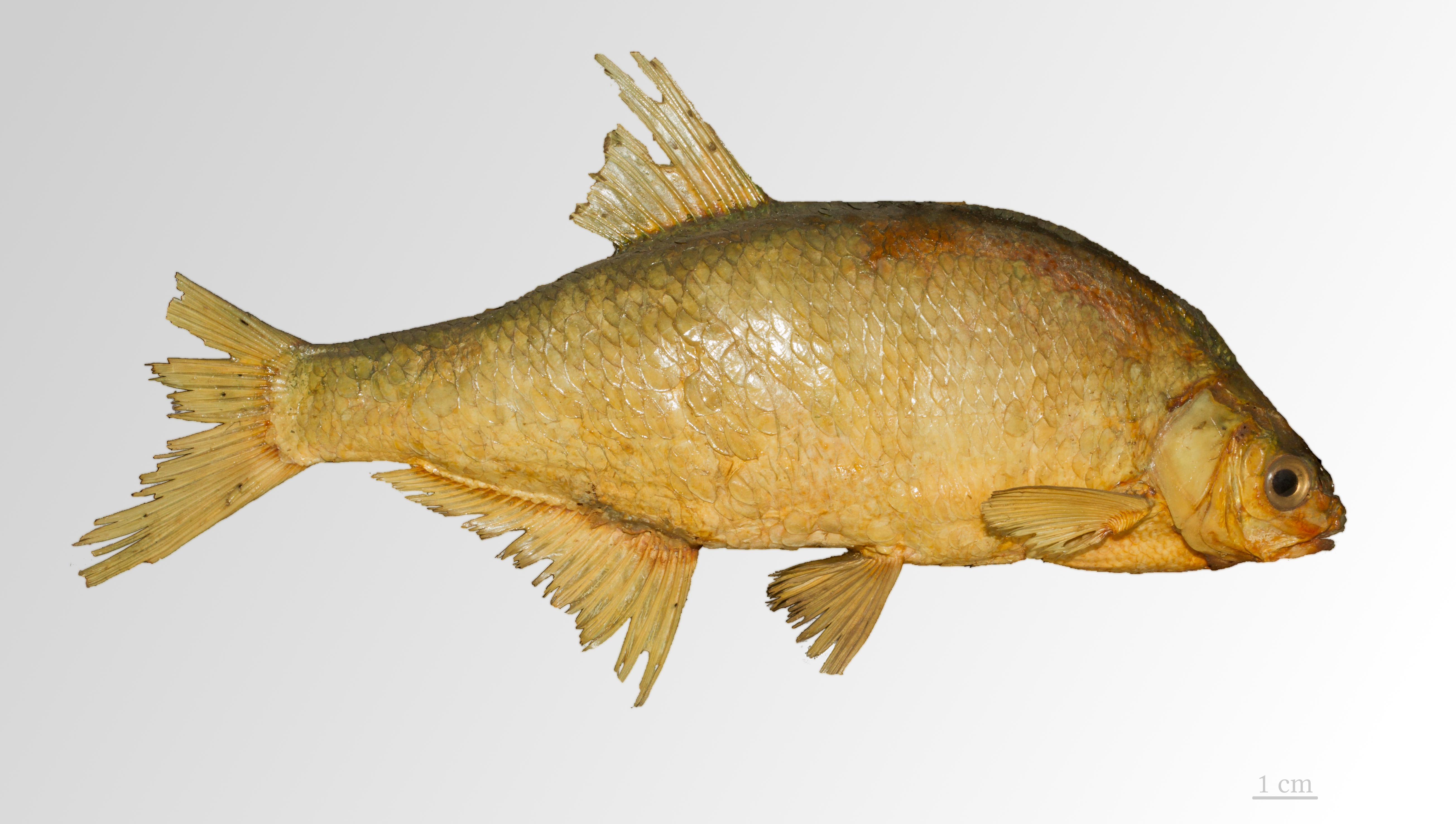 Common Bream