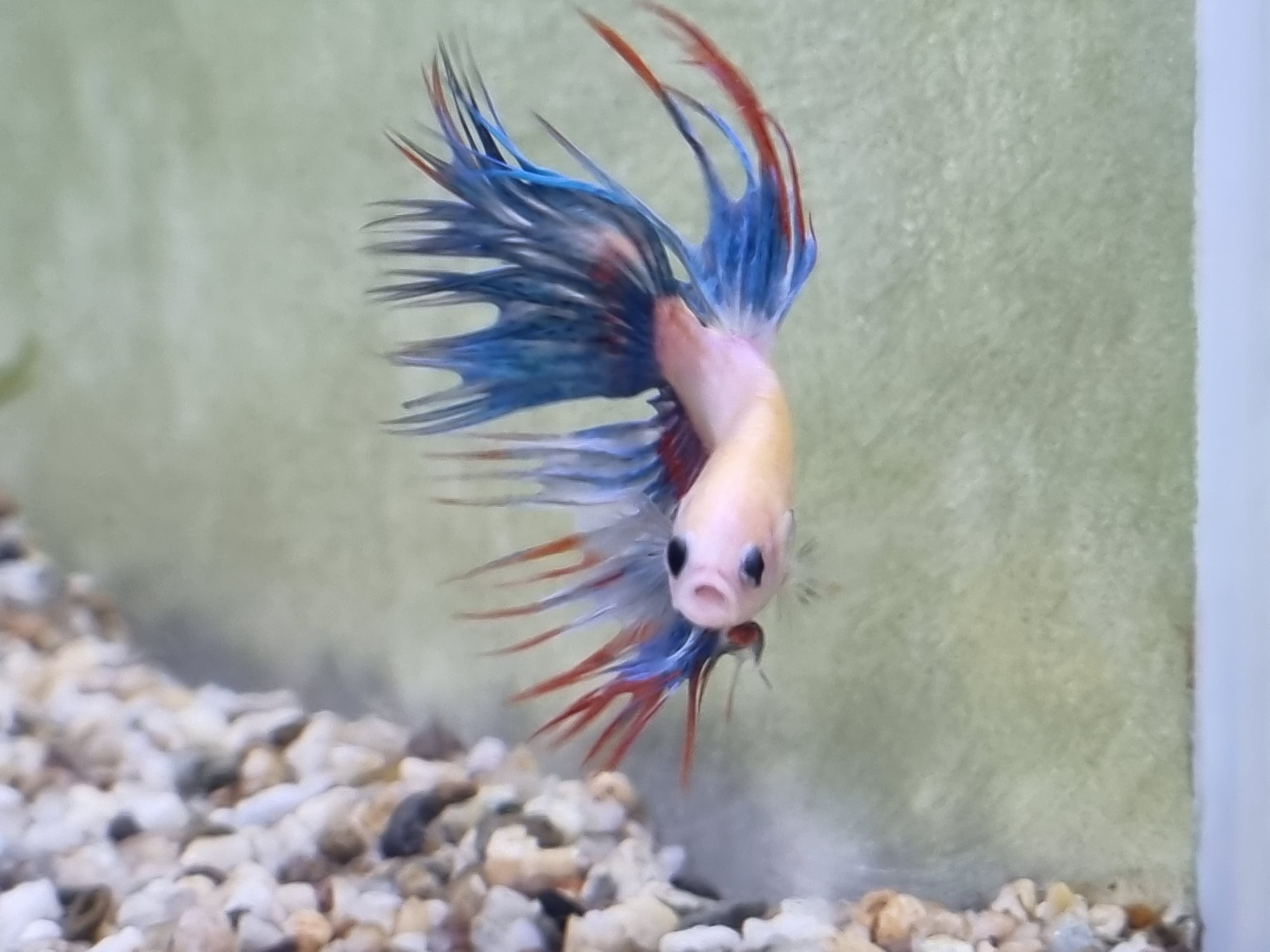 Crowntail Betta