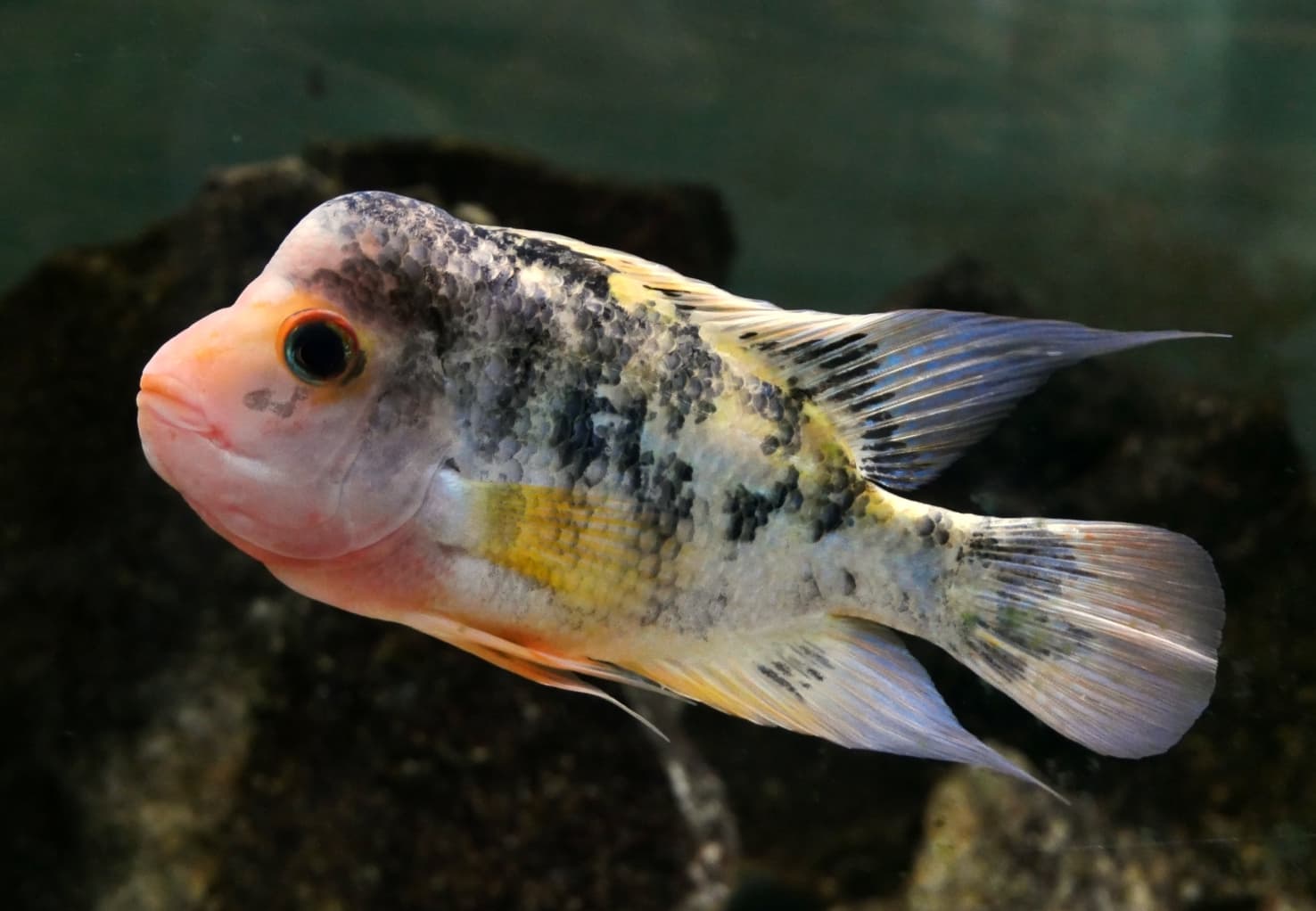 Midas Cichlid