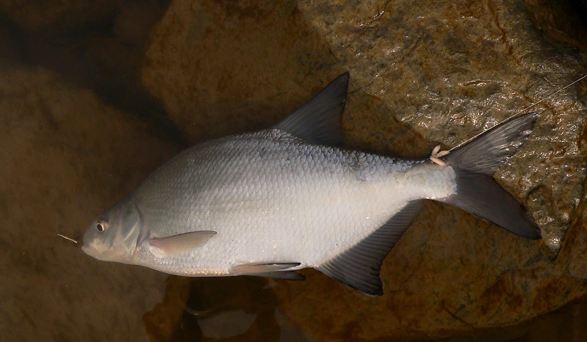 Common Bream