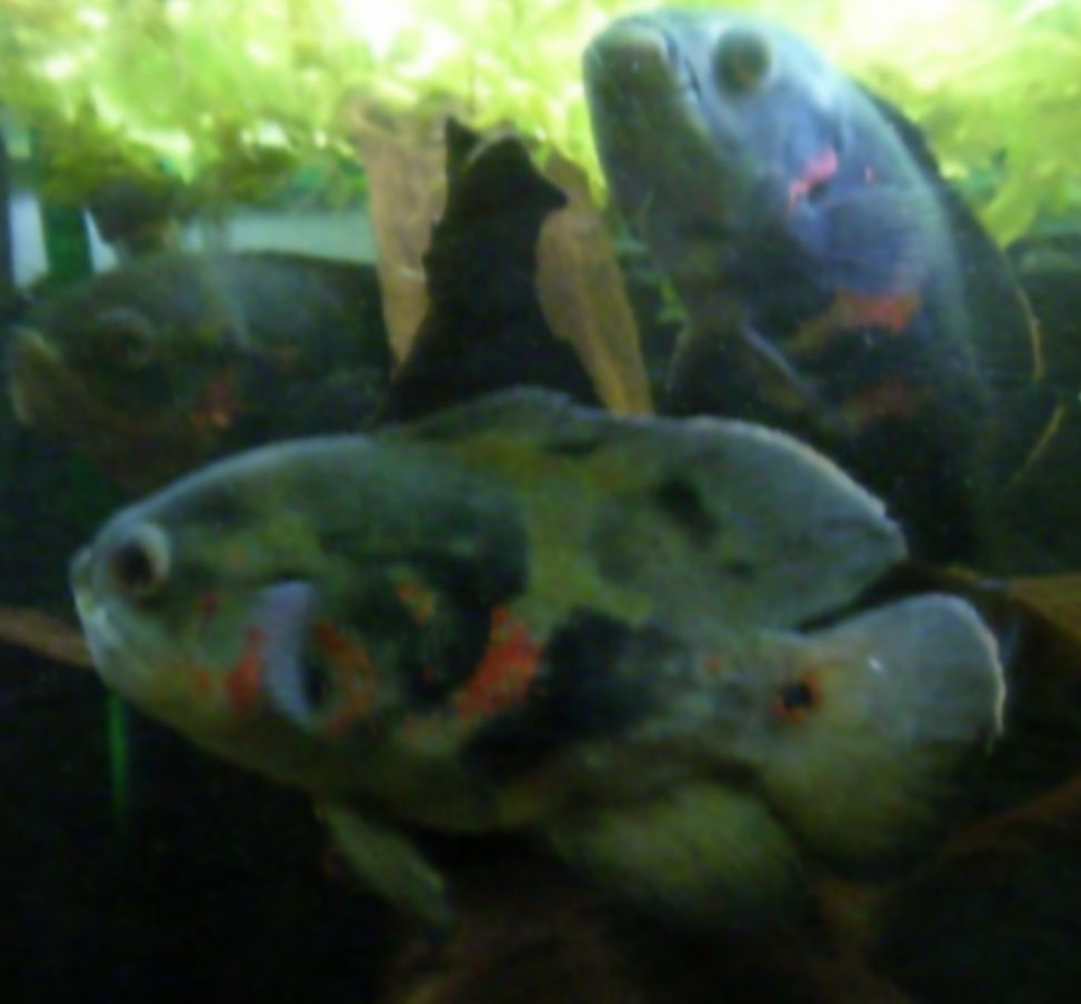 Oscar Cichlid