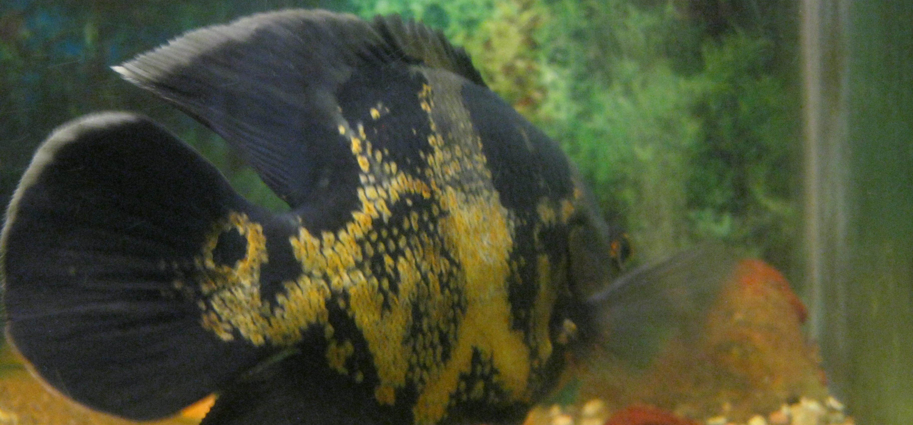 Oscar Cichlid