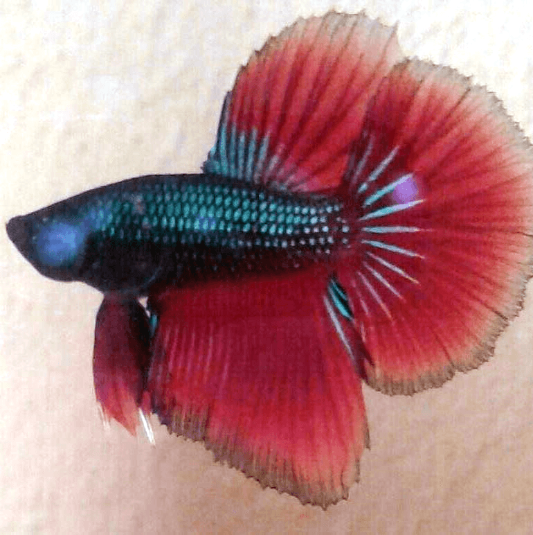 Betta Fish