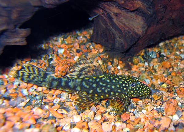 Bristlenose Pleco