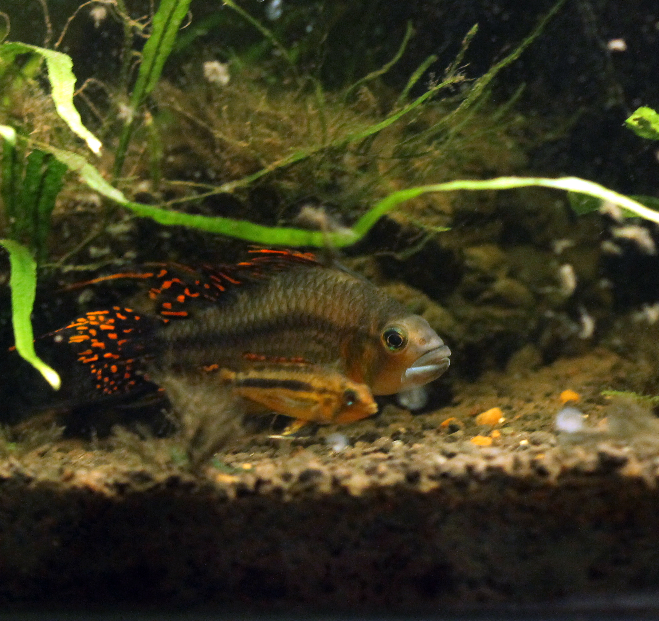 Cockatoo Dwarf Cichlid
