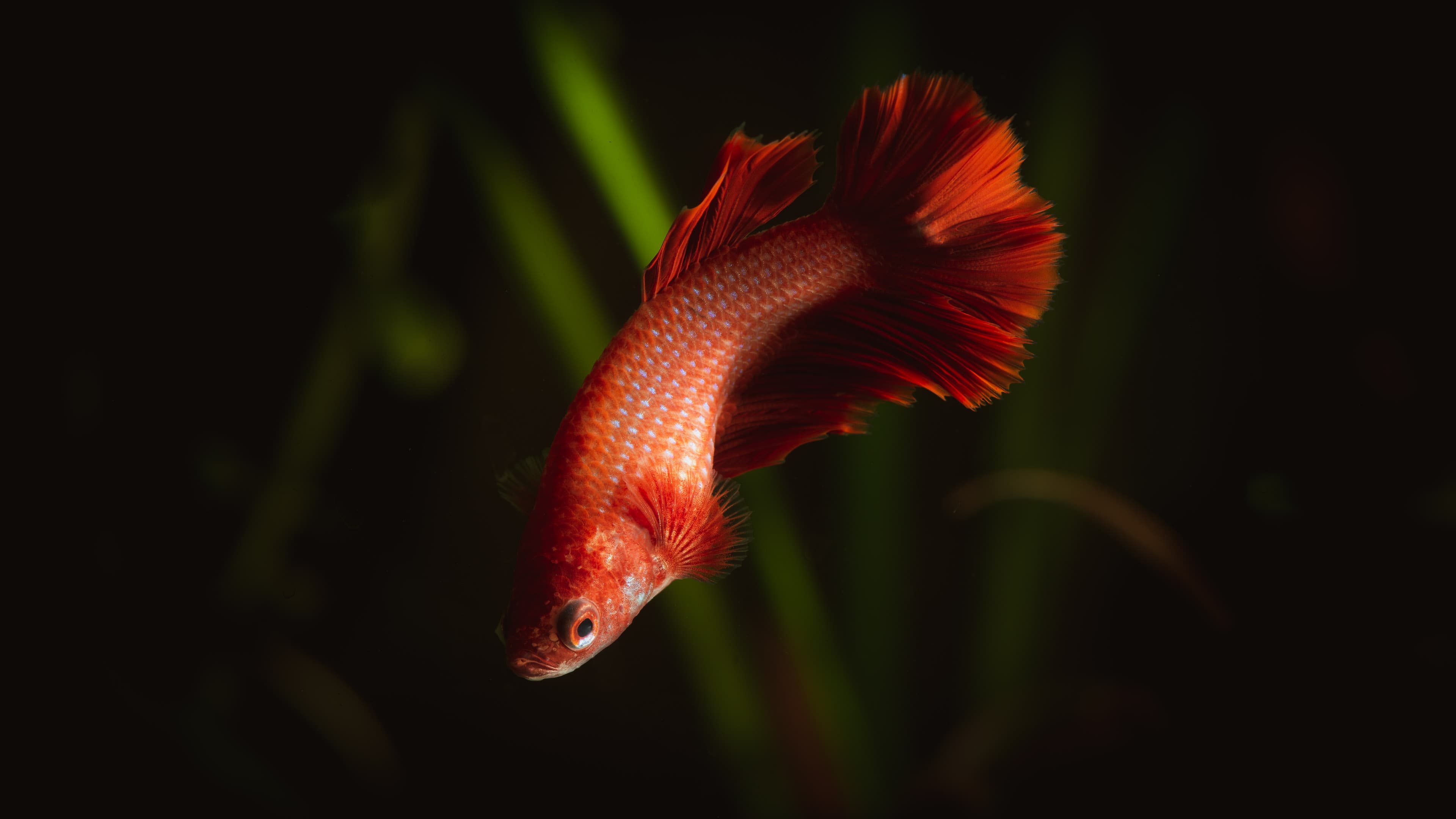Halfmoon Betta (Female)