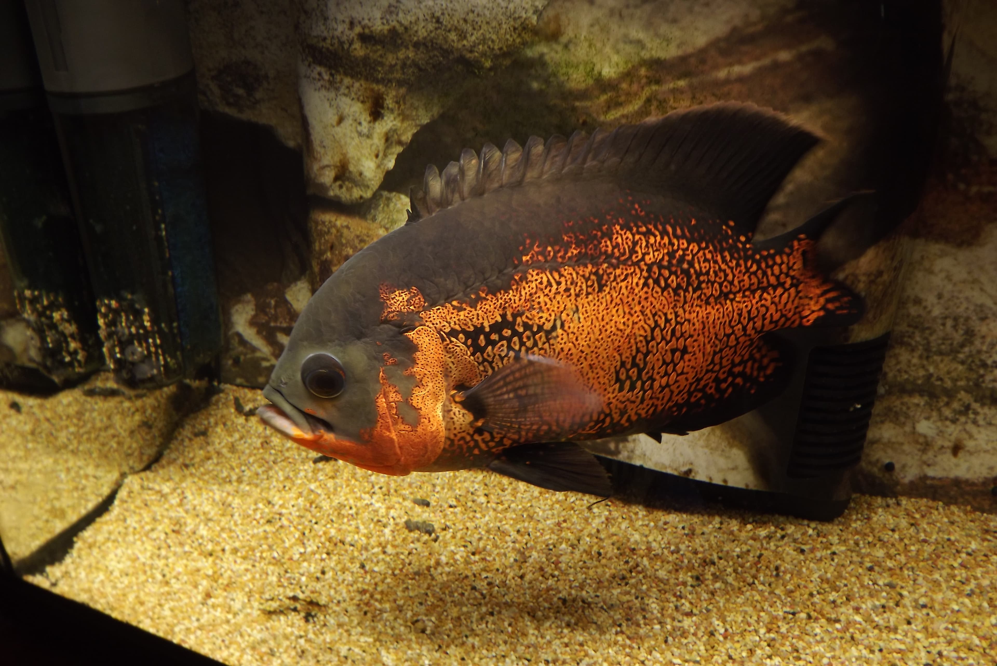 Oscar Cichlid