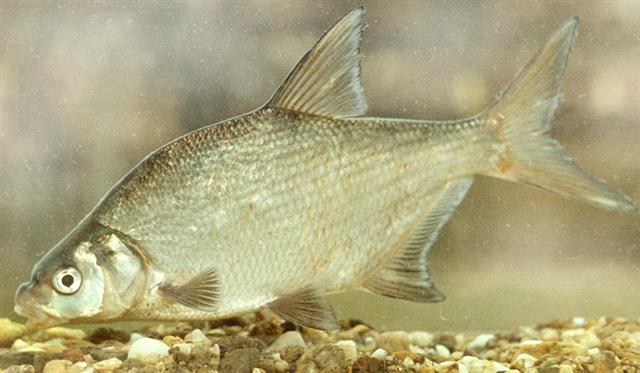 Common Bream