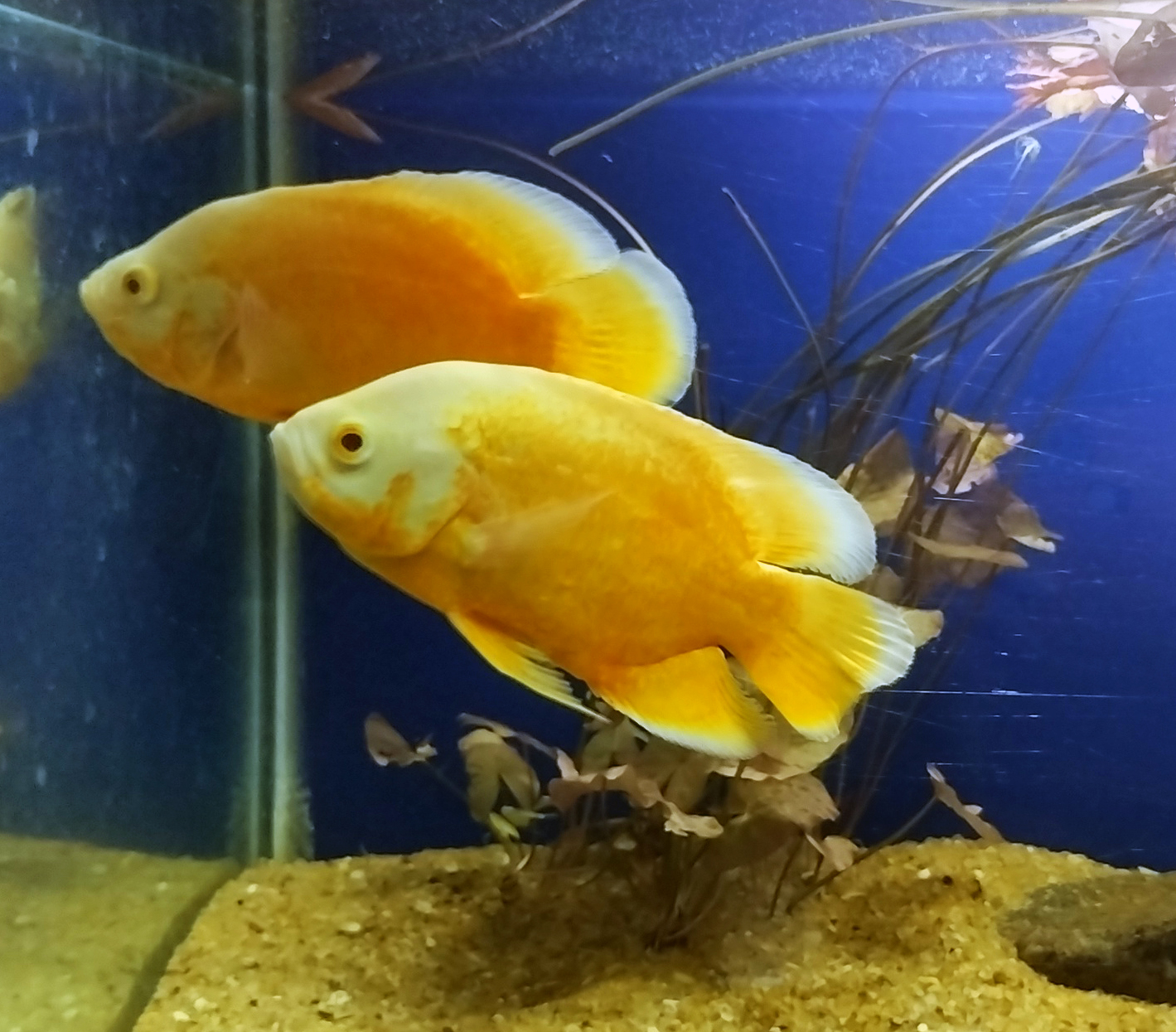 Albino Oscar Cichlid