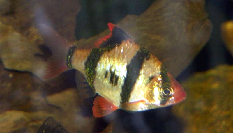 Tiger Barb