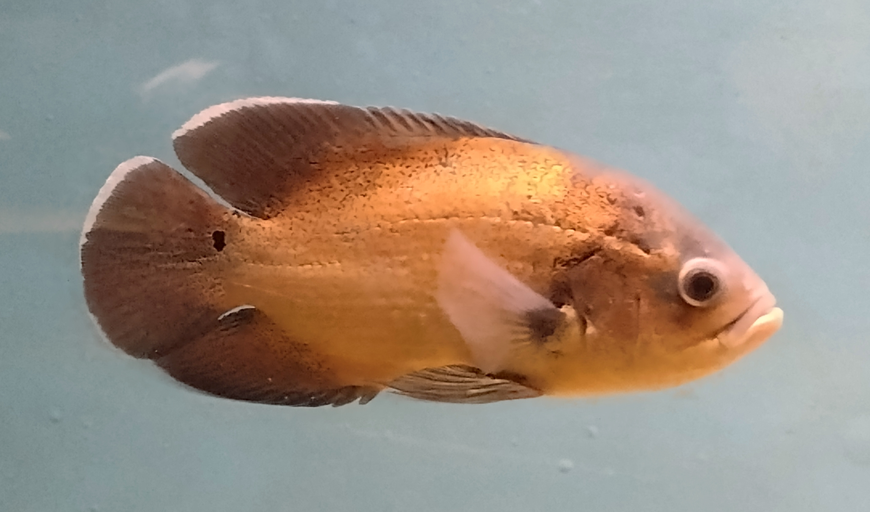 Oscar Cichlid