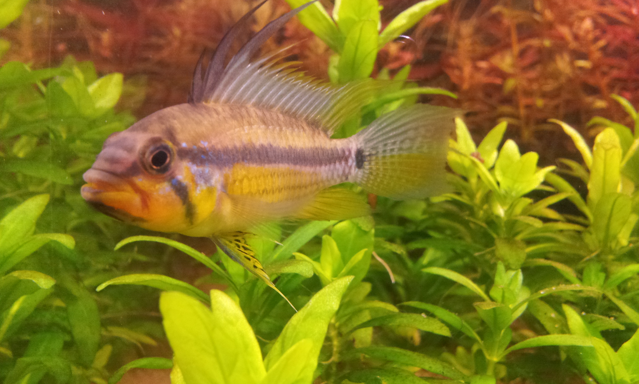 Allpahoayo Apistogramma