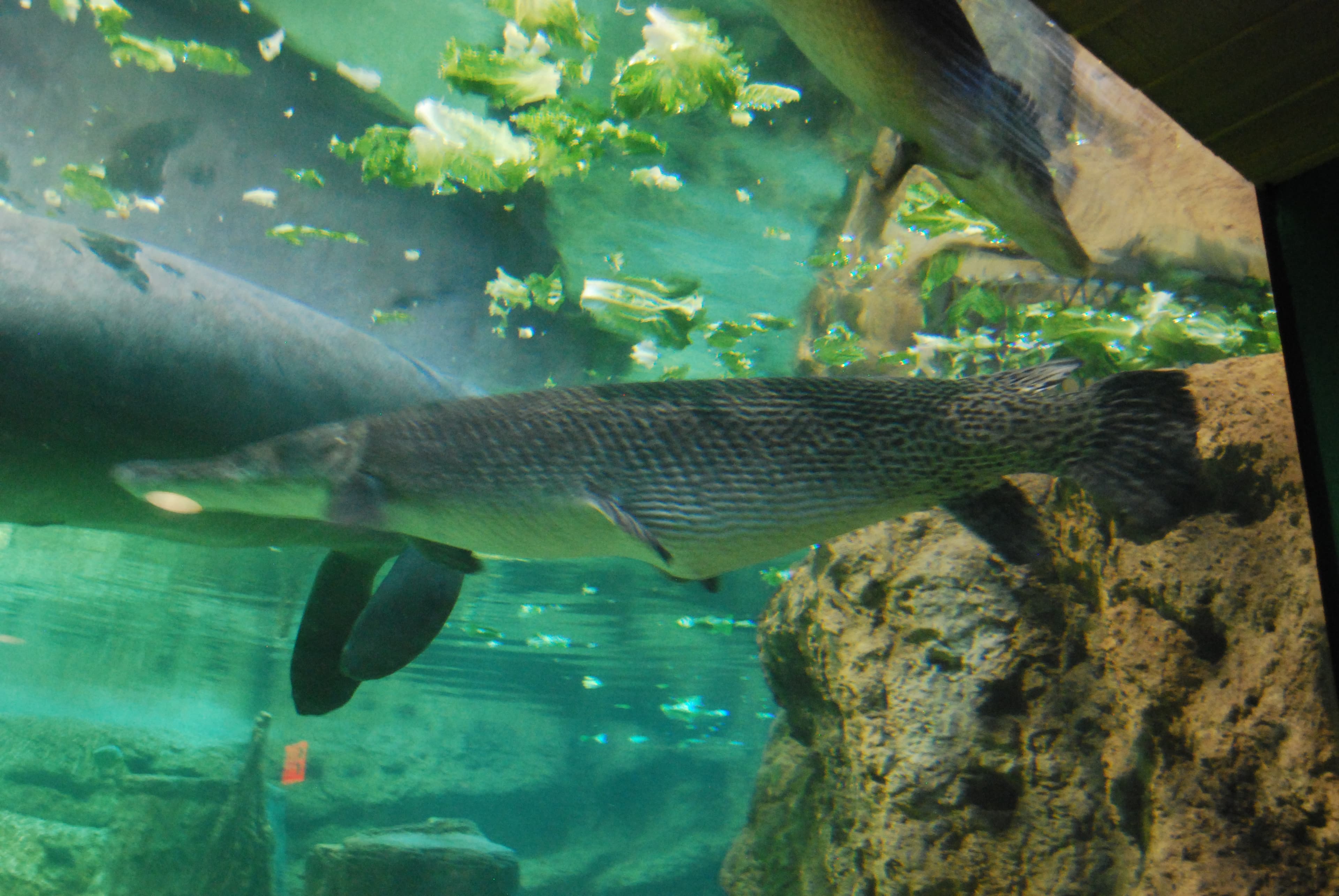 Alligator Gar