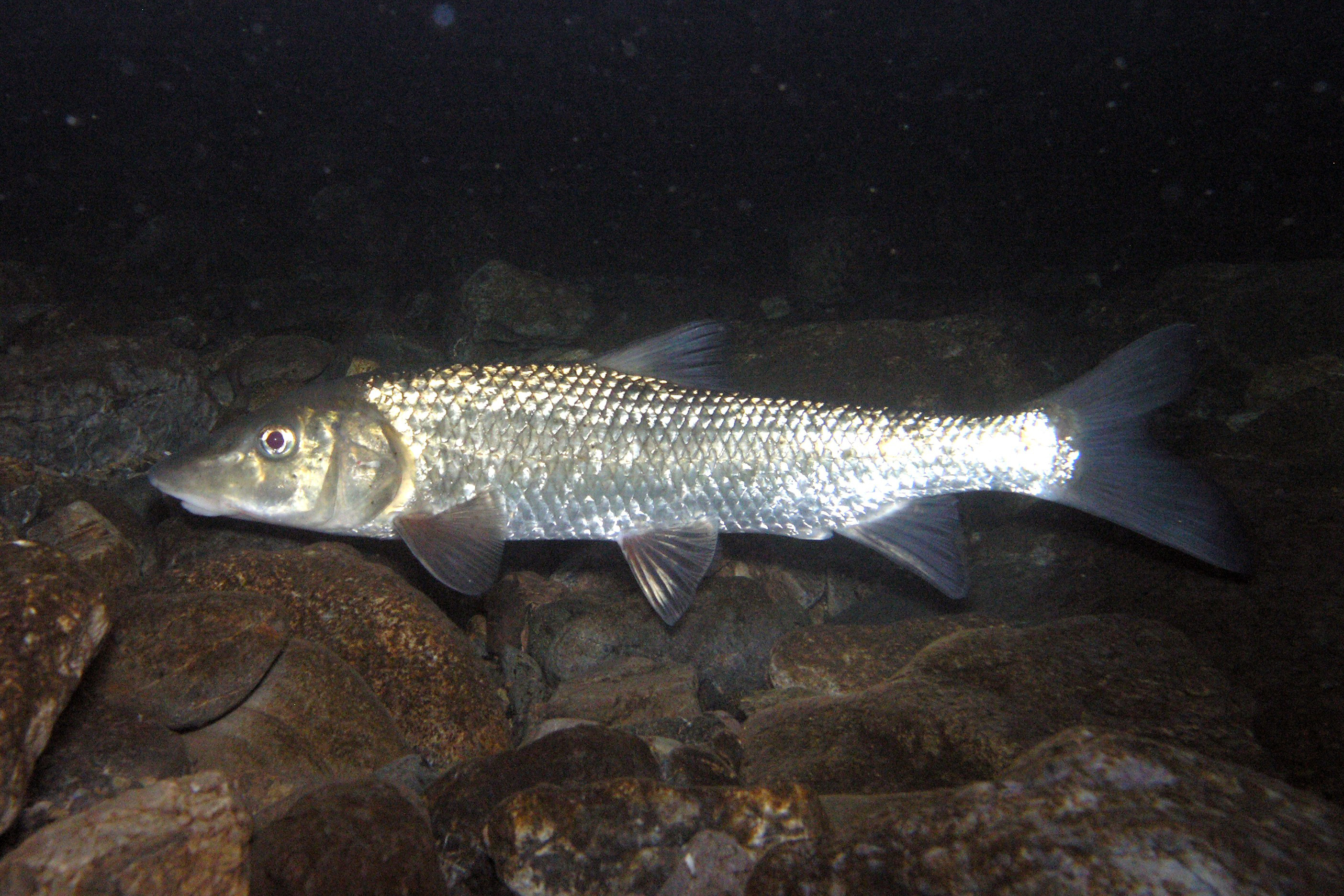 Korean Barbel