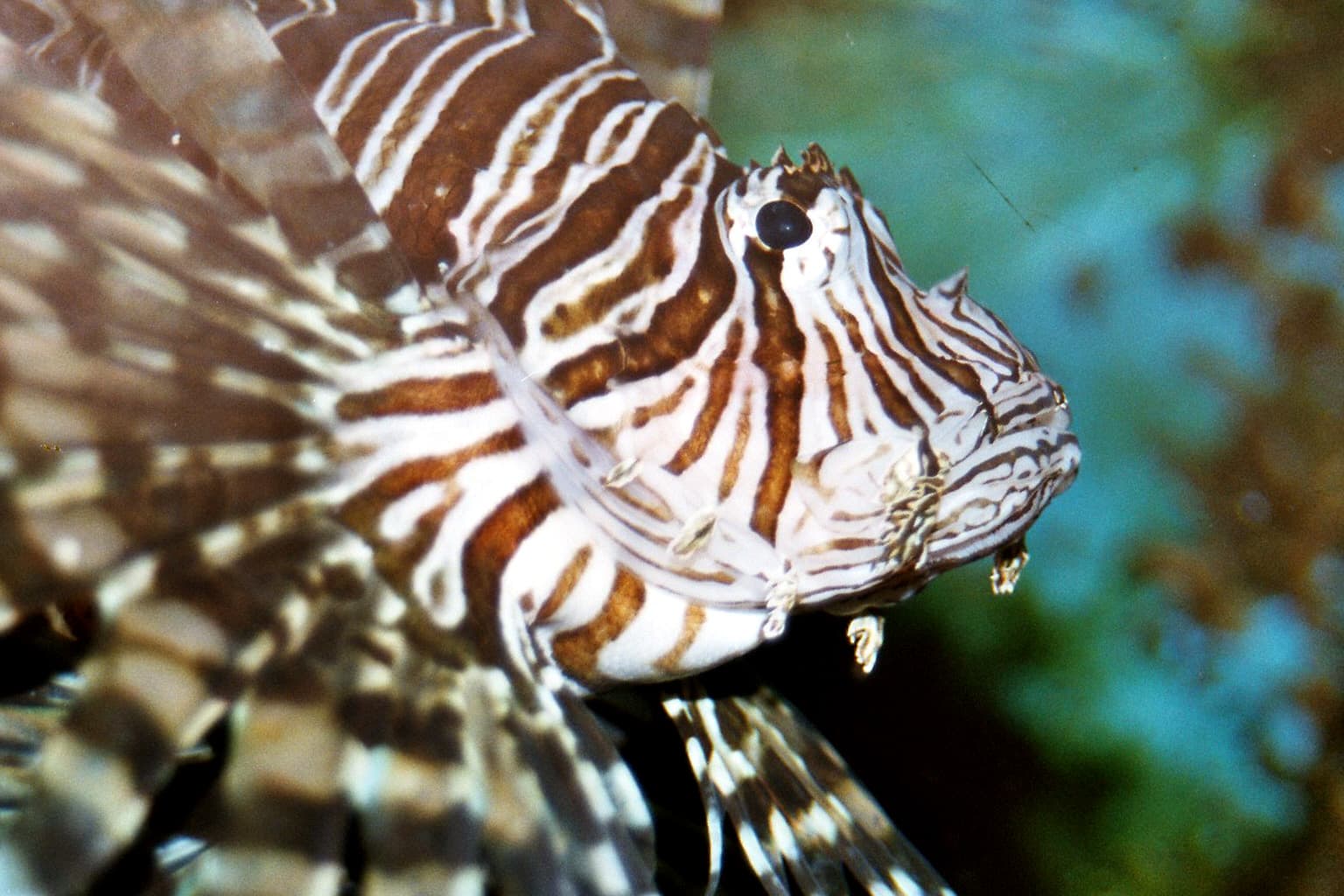 Scorpionfish
