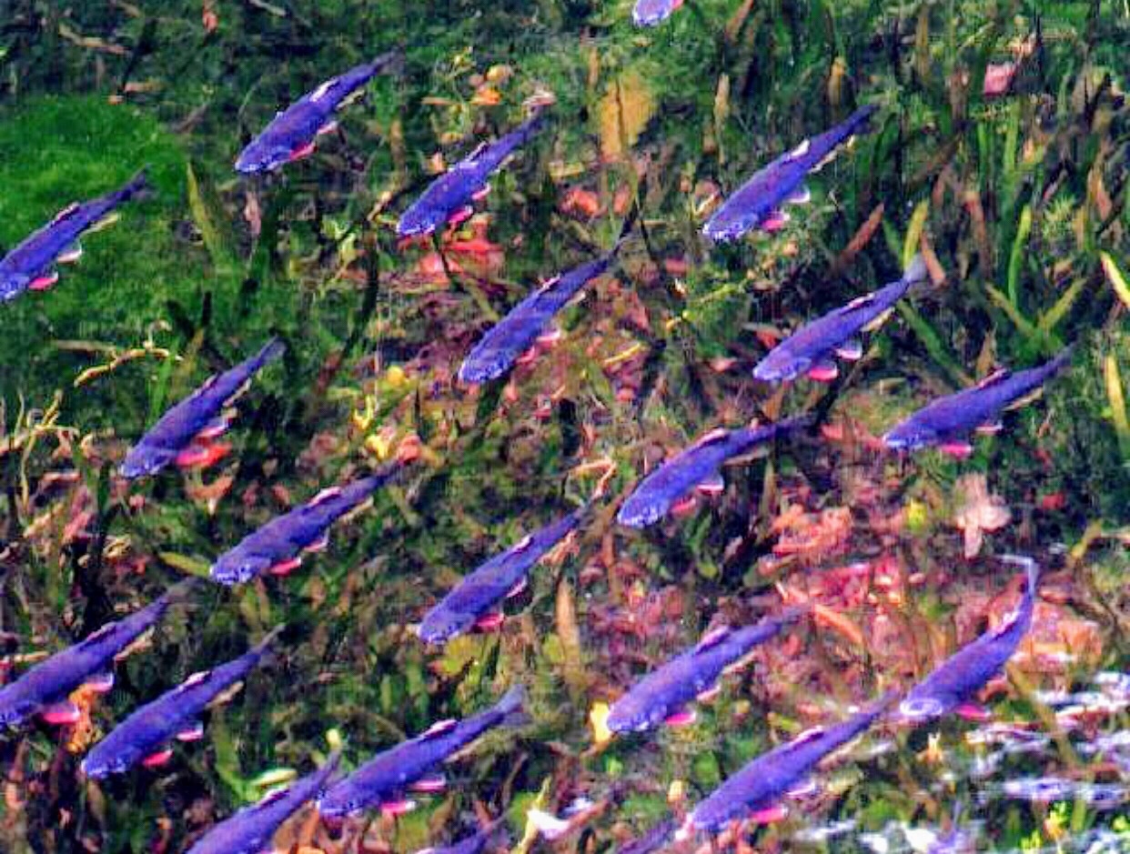 Steel-blue Killifish