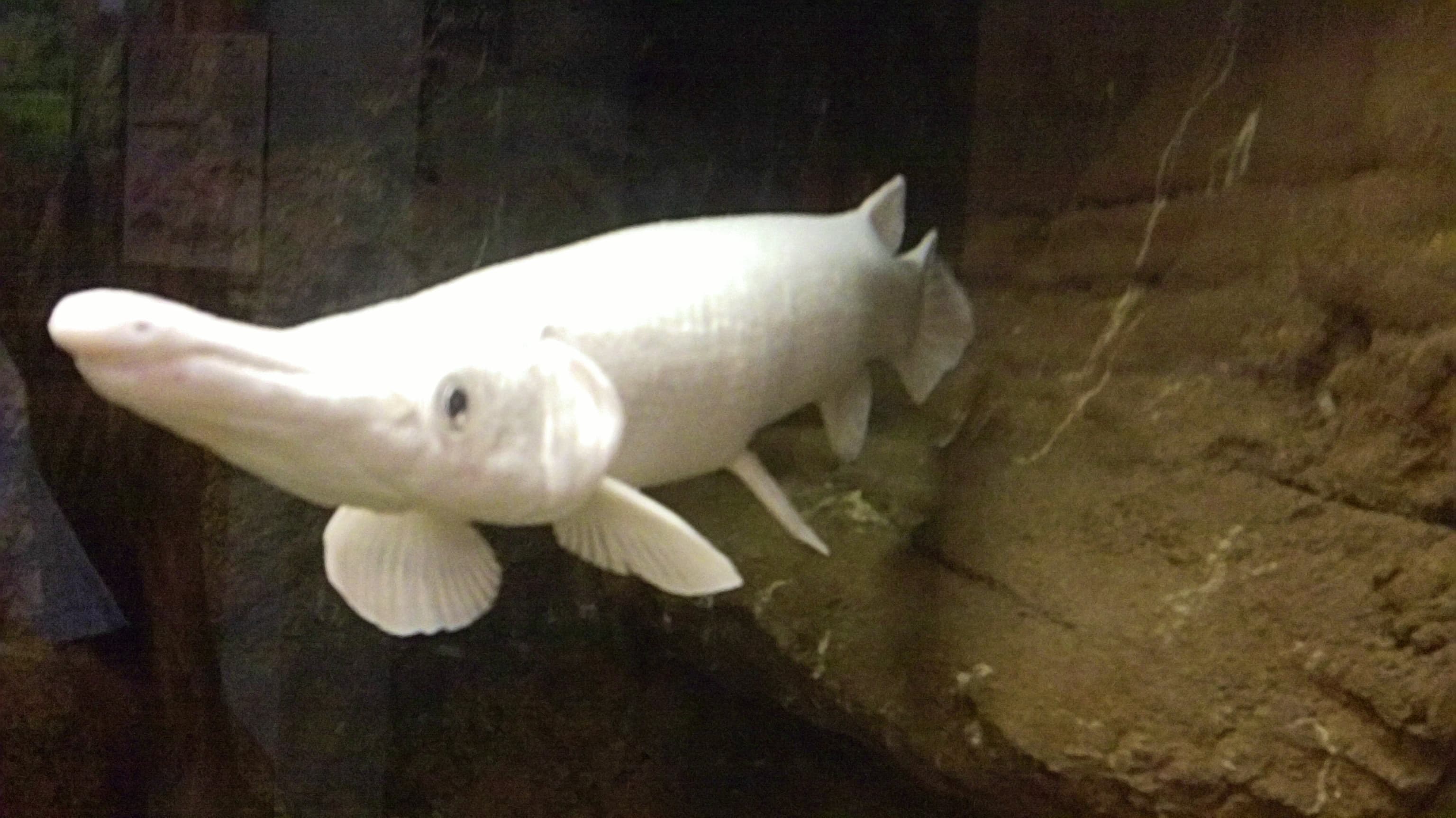 Albino Alligator Gar