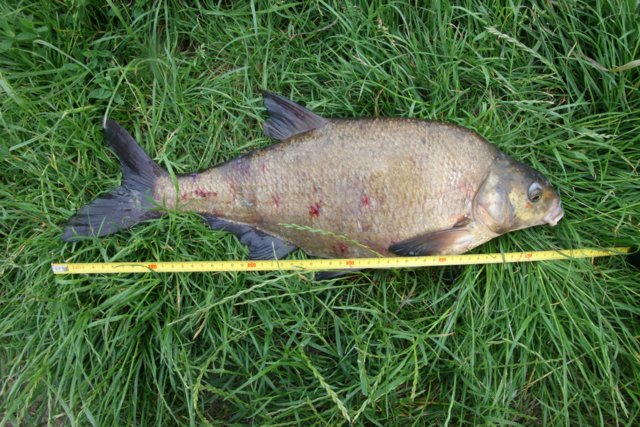 Common Bream