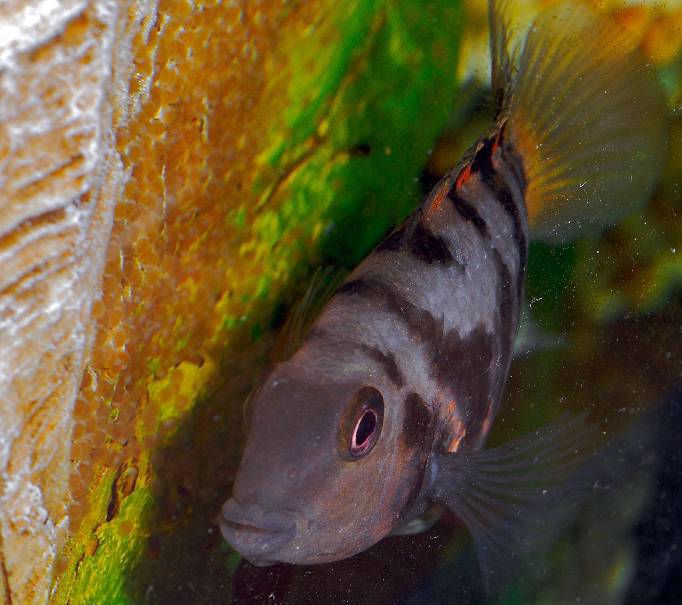 Convict Cichlid