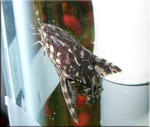 Spotted Raphael Catfish